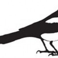 The Monocle Magpie CIC avatar image